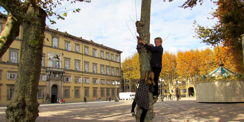 Tree Climbing in Lucca