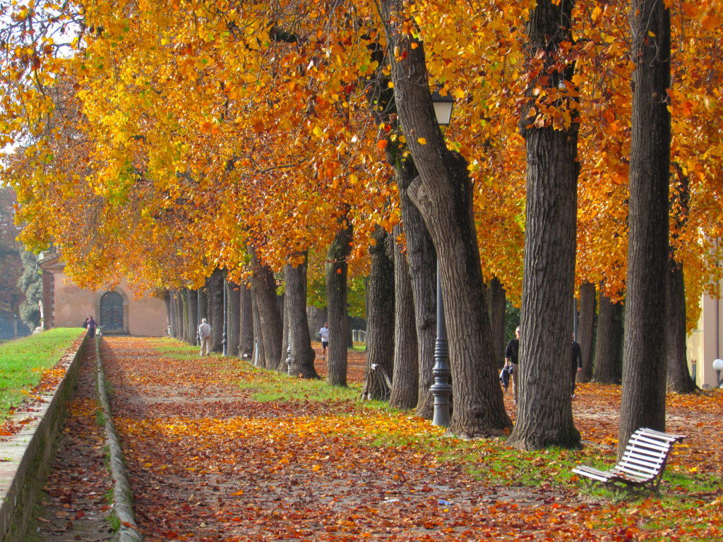 Autumn in Lucca, Italy
