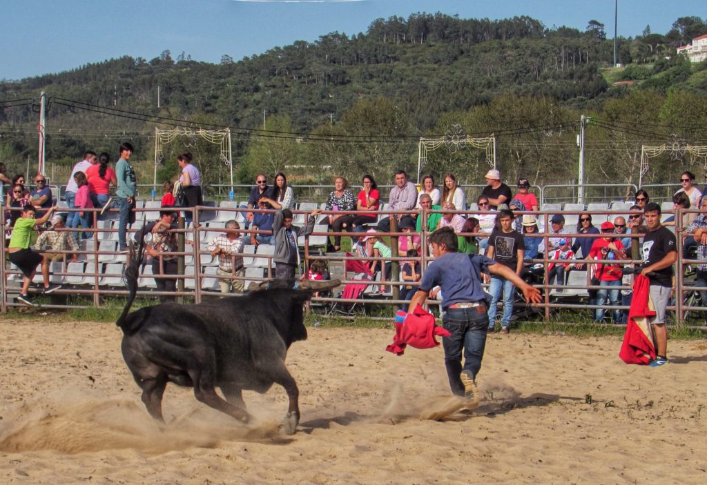 bullfight-chase